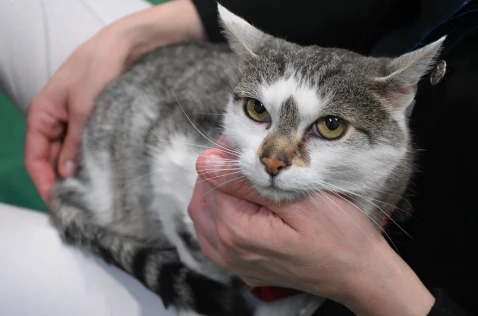 Festiwal Zawodów 2026