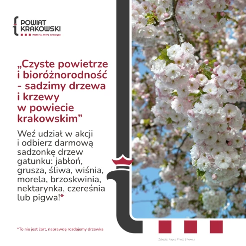 2026-04-01 Drzewka.png